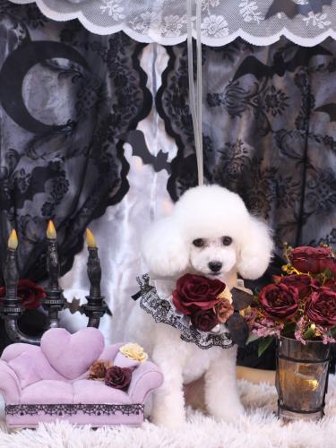 20231021ゆわちゃん